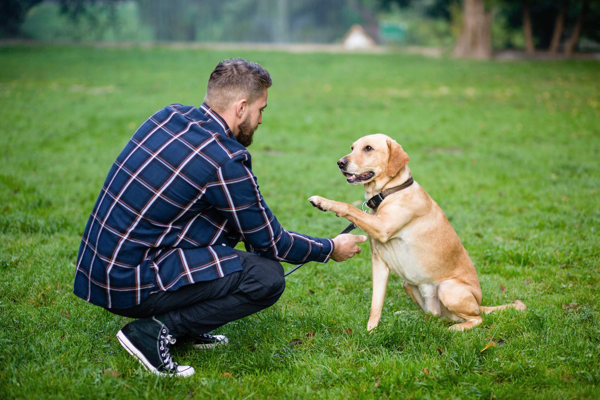 Éducation canine