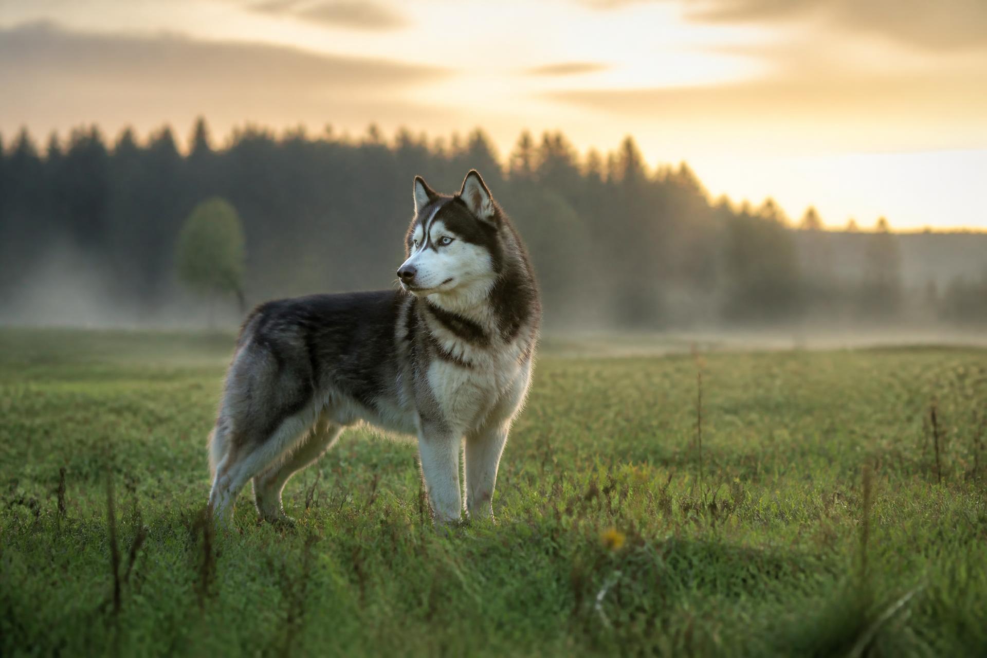 Husky sibérien dans une prairie au lever du soleil
